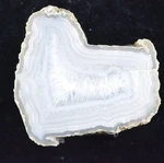 Limbcast Wiggins Fork Wyoming Petrified Wood, 3.5X3.1X4. Fixed Price $130.00.