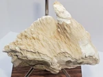 Chalcedony Stalactites Wood Casts Wiggins Fork Dubois Wy 83G Labeled. Fixed Price $19.99.