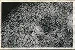 1942 Press Photo Sunspots On The Surface Of - PIW12287. Fixed Price $24.99.