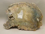 Wiggins Fork Petrified Wood Polished Agate Limb Cast Wyoming #OWLC100. Fixed Price $400.00.