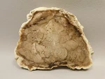 Wiggins Fork Petrified Wood Polished Round Wyoming #OWF1. Fixed Price $120.00.
