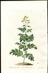John Edwards British Herbal 1770 Rare Original Hand Colored Print Tansey. Fixed Price $59.99.
